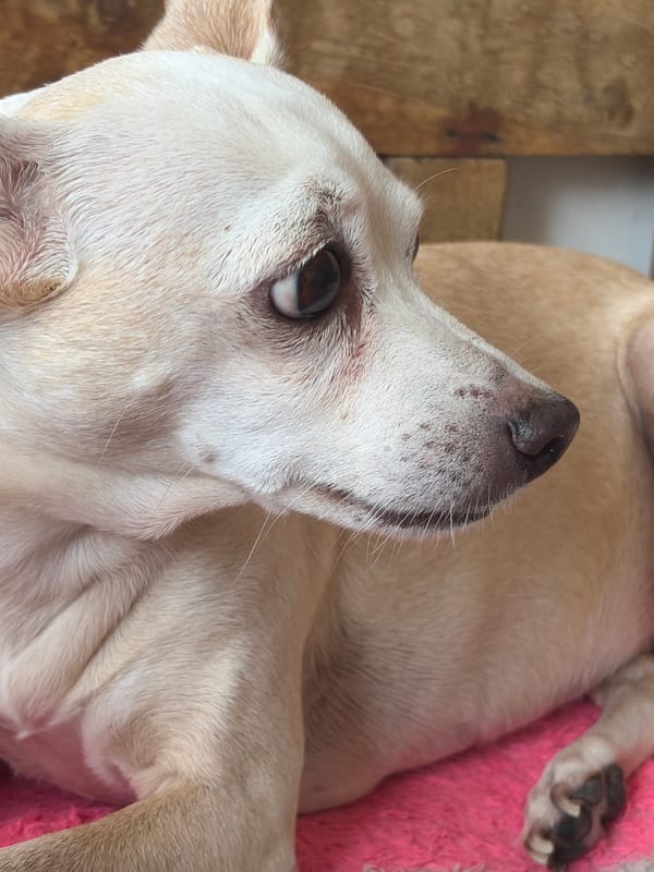 Pets captured in quiet moments across Ciudad Guayana