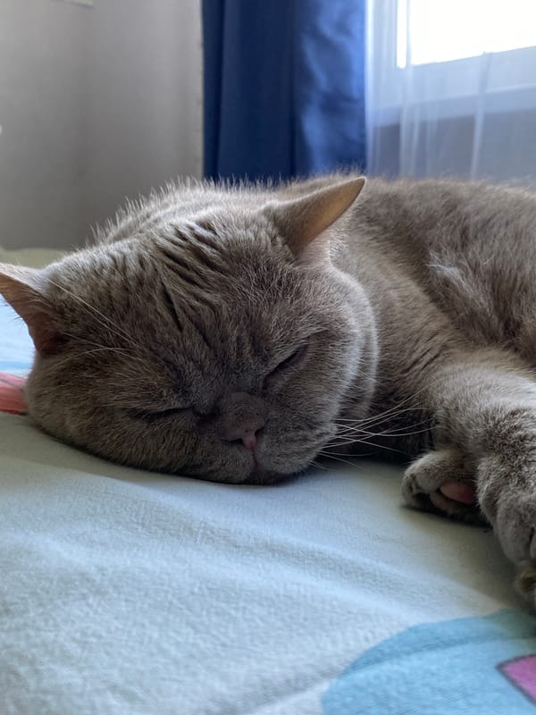 Cats at rest: Shorthairs and Folds doing very little