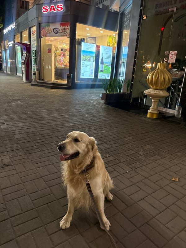 Golden retriever walks wet Yerevan sidewalks during evening hours