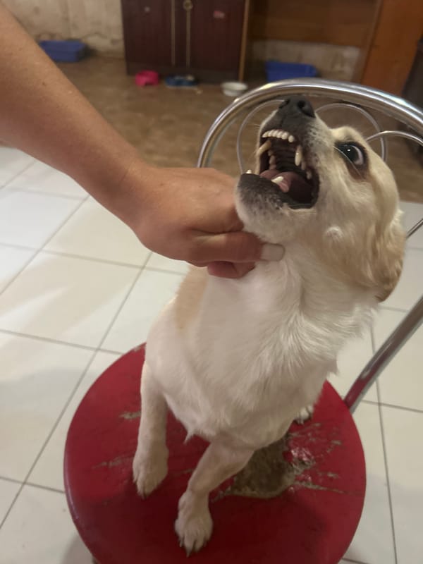 Pet owner documents daily life with cats and dogs