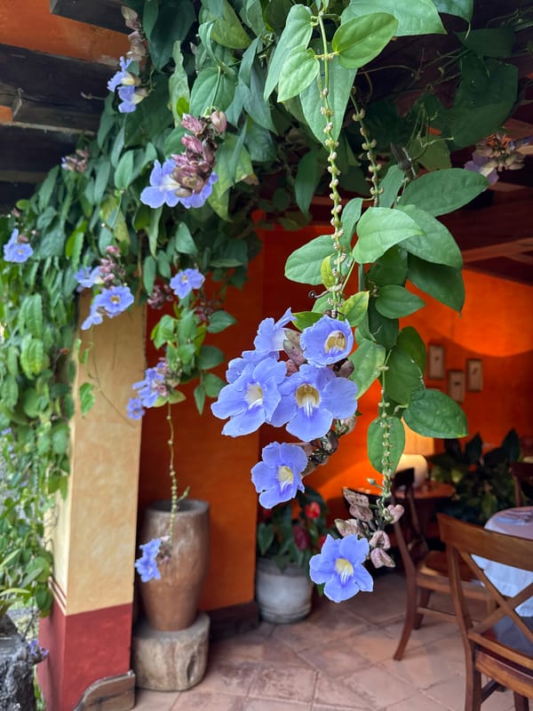 Vibrant flowering vine blooms in San Pablo Coapan