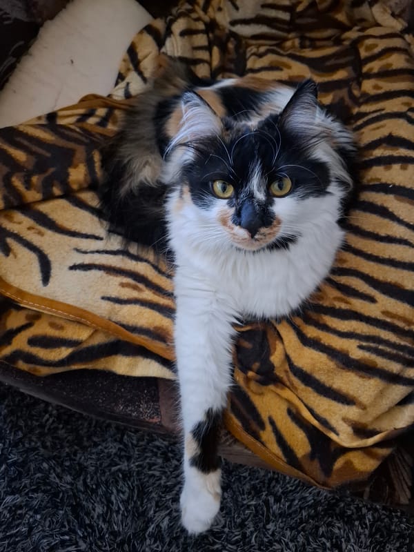 Calico cat relaxes on striped blanket in Sofia