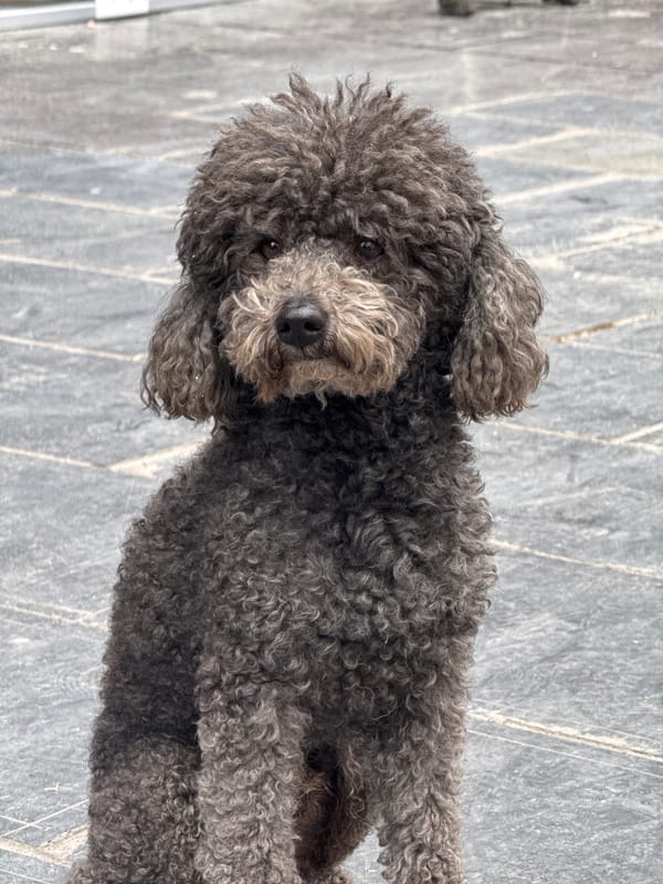 Grey poodle spotted at Wulingyuan scenic area