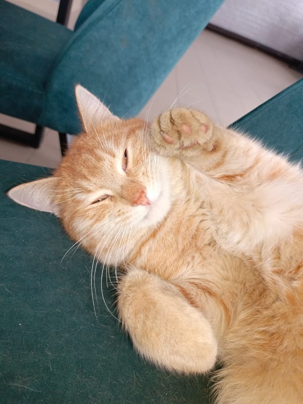 Orange cat sleeps peacefully on furniture in Russian home