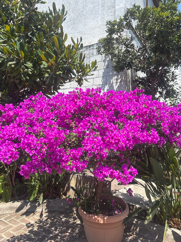 Blooming purple bougainvillea spotted in Cuernavaca garden setting