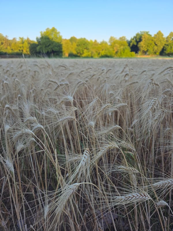 Ripe wheat fields catching golden evening light near Worms