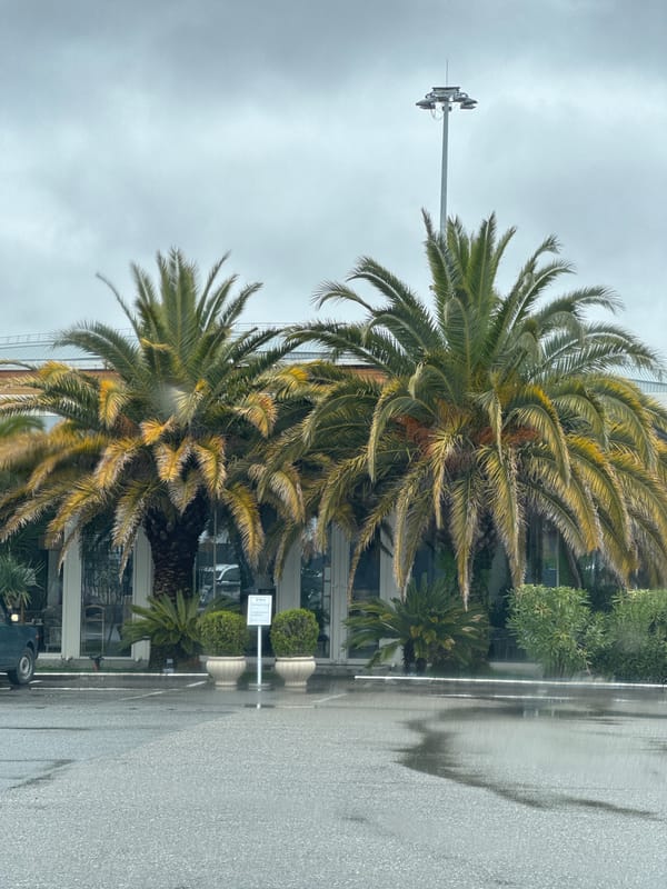 Rainy spring day scenes captured around Sirius, Russia