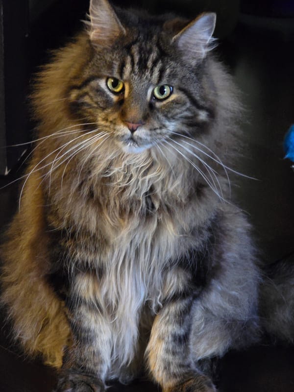 Cats at home in Krasnoyarsk, doing cat things