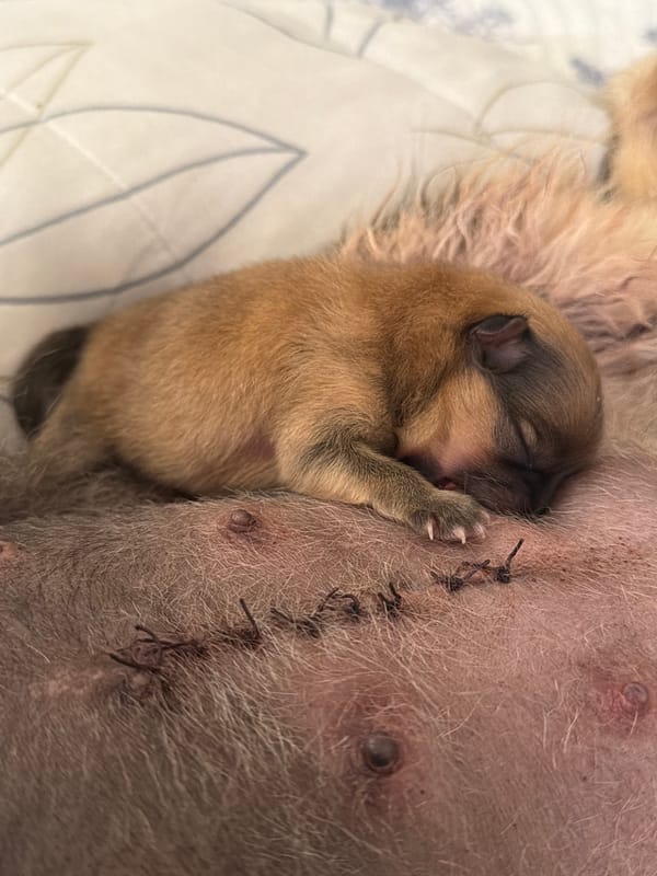 Dogs and newborn puppies documented across Mexican locations