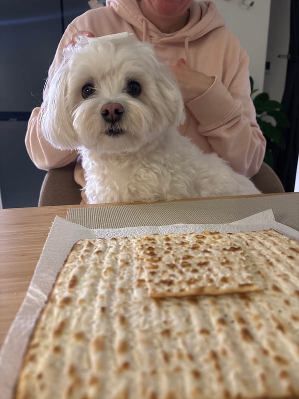 Passover preparation with pet dog in Bat Yam home