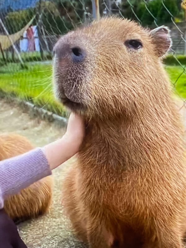 Capybara getting petted in Tinaquillo, Venezuela