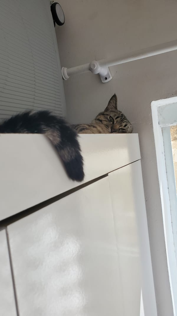 Tabby cat observed resting and interacting in Curitiba home