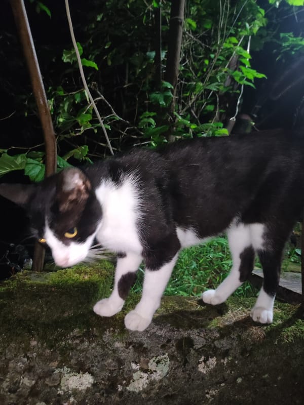 Nighttime encounter with a curious black and white cat