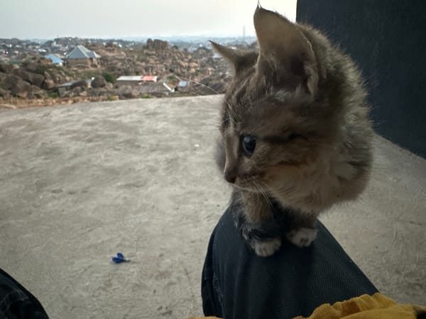 Early morning kitten encounters amid Jos Nigeria's rocky cityscape