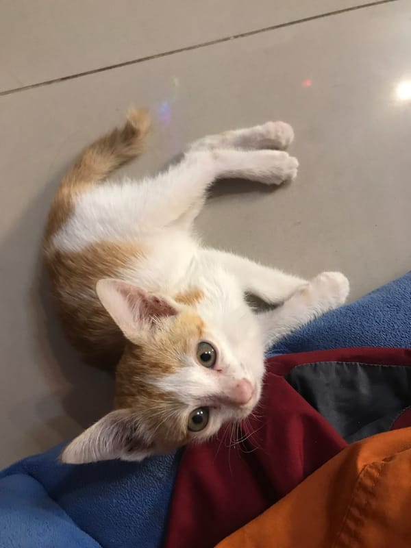Kitten rests upside down on floor in Nha Trang home