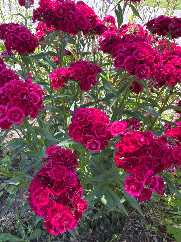 Backyard flowers, chickens, and car details in Kent