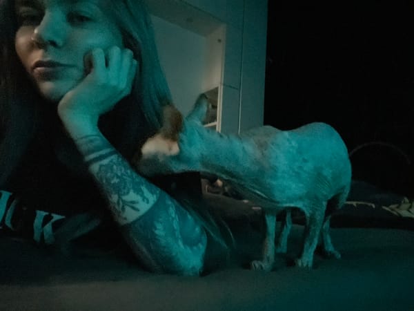 Sphynx cat observed in dimly lit Khimki residence