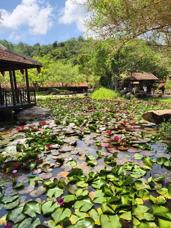 Water lily pond documented in unidentified park setting