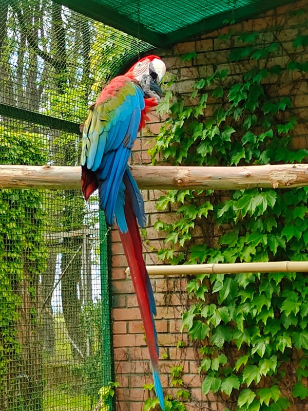 Colorful parrots observed in Georgia aviary during brief afternoon visit