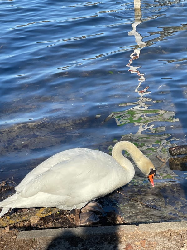 Peaceful lakeside moments captured in Berlin on spring afternoon