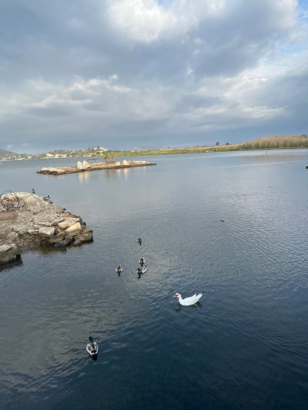 Early morning waterfront scene with ducks in Fethiye harbor