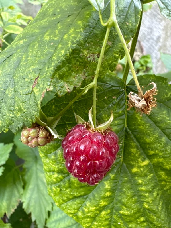 Macro details of raspberries and buds on the vine