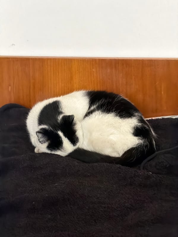 Cat naps peacefully on blanket in Bansko home
