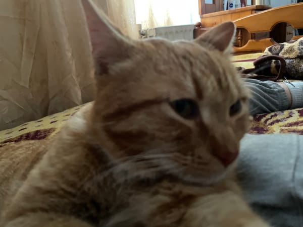Orange tabby cat moments captured in Bulgarian town
