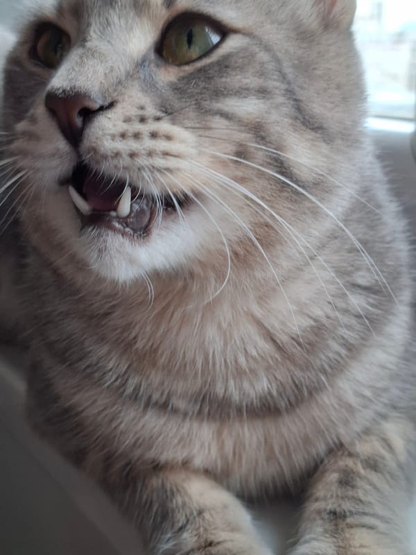 Grey tabby cat documented during rainy morning in Novi Sad
