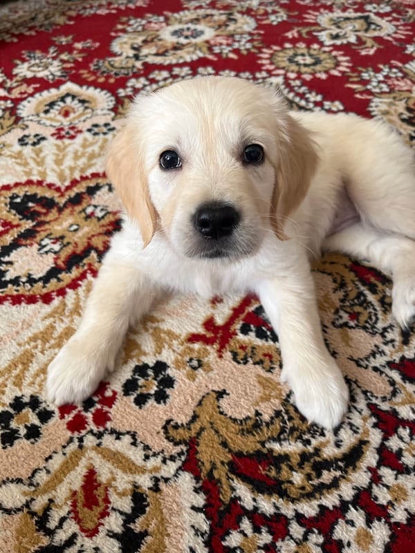 Child plays with golden retriever puppy in Irdugan home
