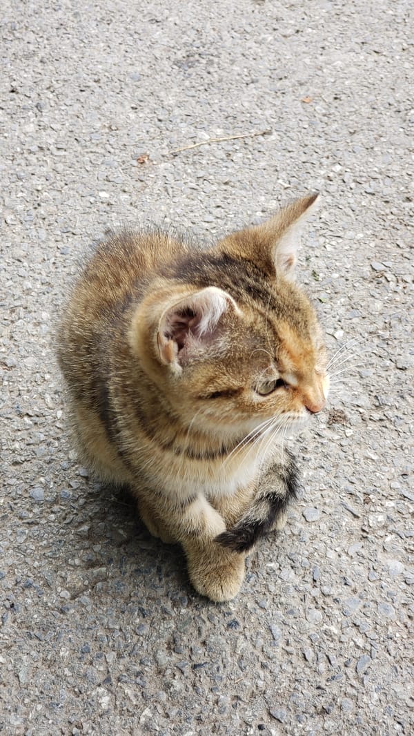 Tabby kitten and street scenes from a wet Prešov morning