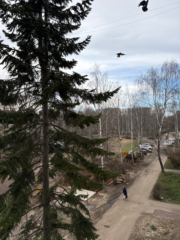 Two birds spotted in flight in Zhukovo, Russia