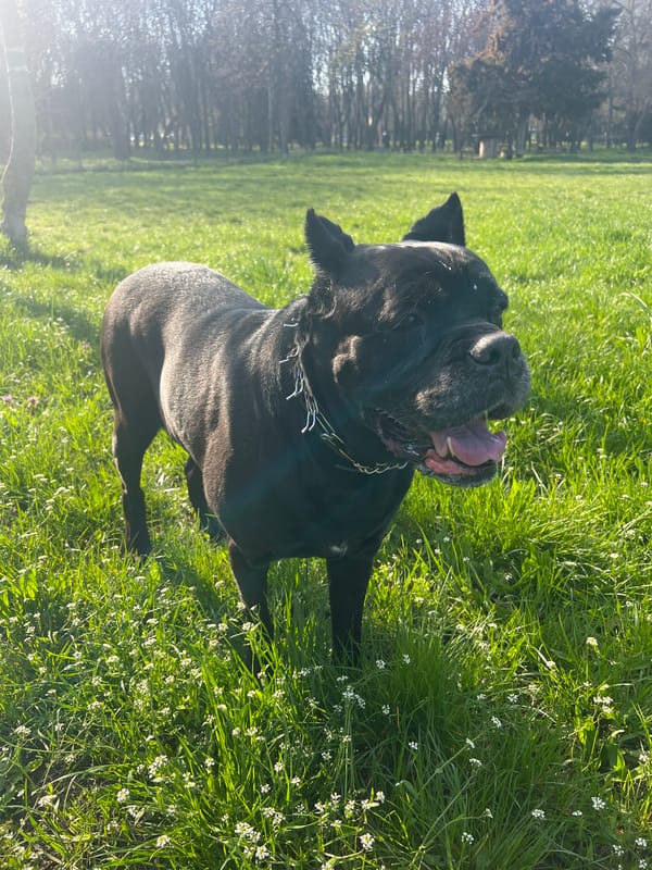 Dog and snails spotted during afternoon walk in Burgas park