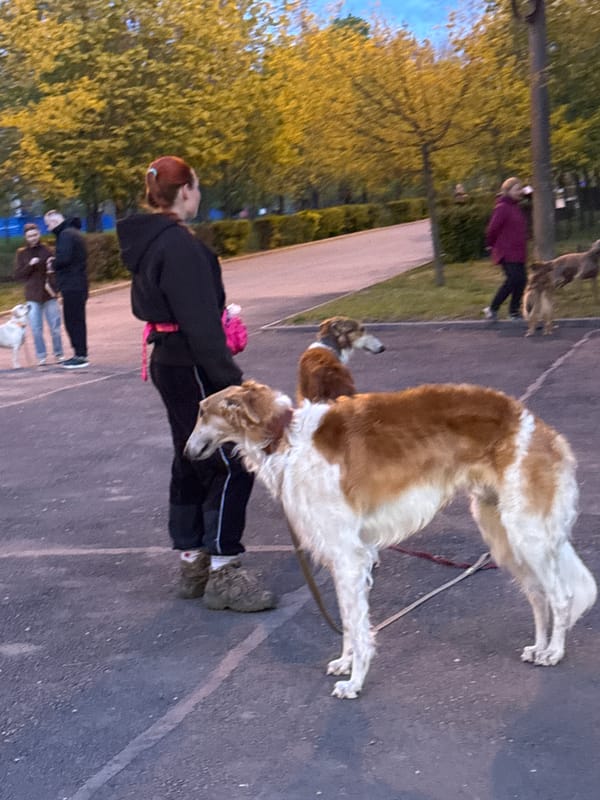 Afternoon park activity observed in Rostov-on-Don with people, dogs