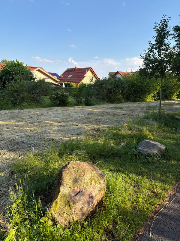 Slow afternoon in a garden: mown grass, wild bees, and apple trees