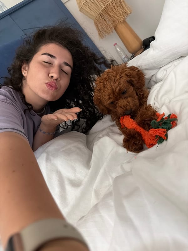 Slow morning in bed with a fluffy poodle, Banya