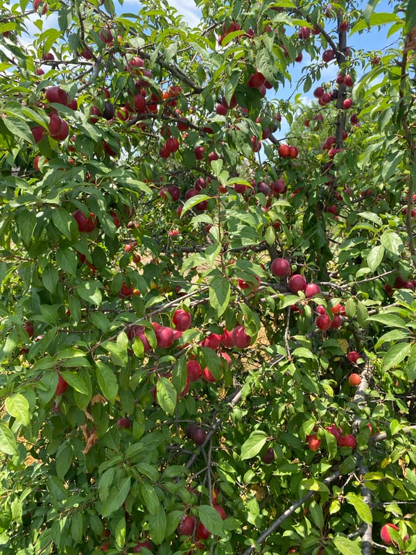 Ripe plums, grape leaves, and blooming hibiscus in summer light