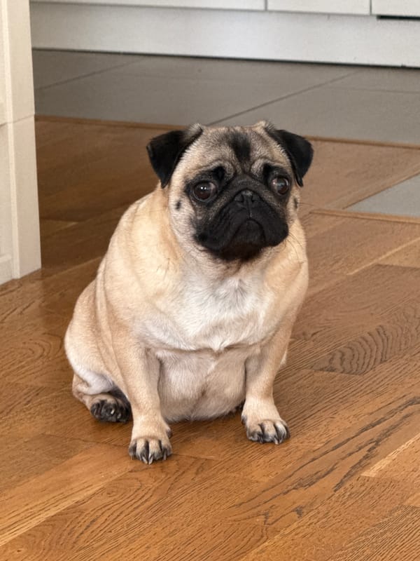 Pug plays with colorful toys on wooden floor