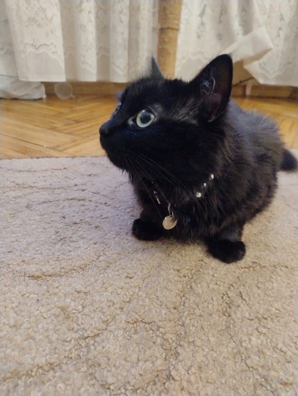 Black cat with silver collar relaxes near a pastel cat toy