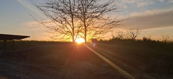 Witness documents sunset over flowering field and dirt path