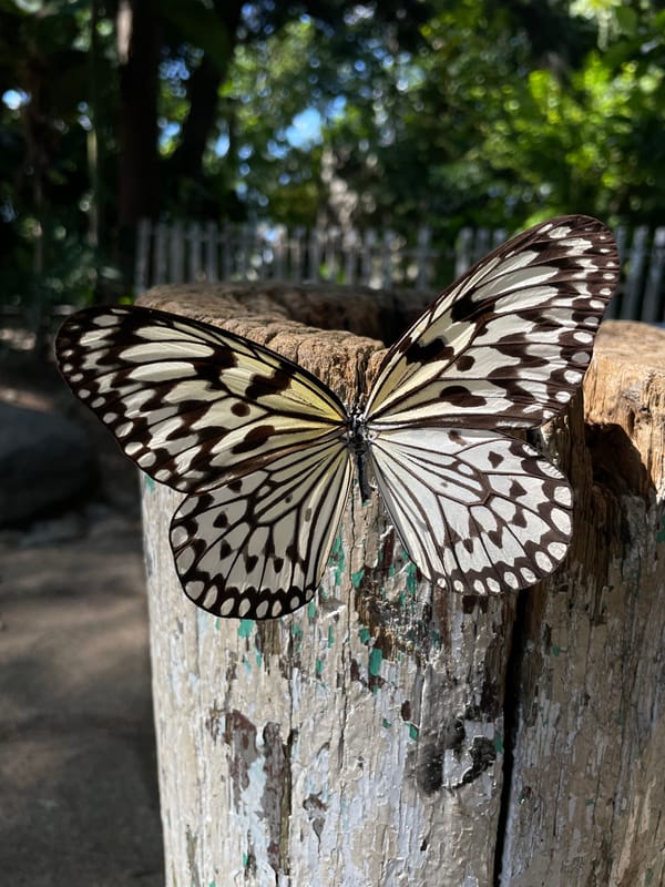 Morning at Davao's Durian Dome: butterflies, koi ponds, and park sculptures