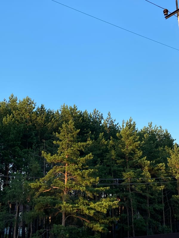 Pine tree line under blue sky, two angles