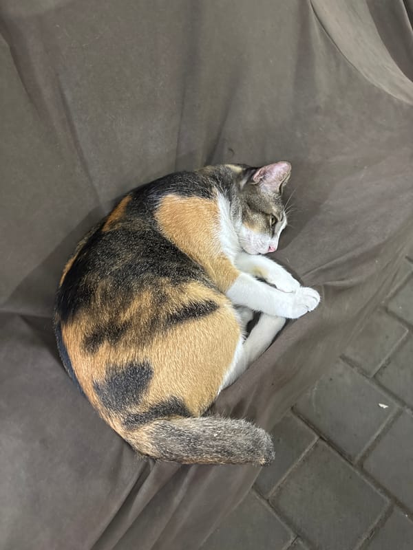 Morning coffee and calico cat captured in Kuta Selatan