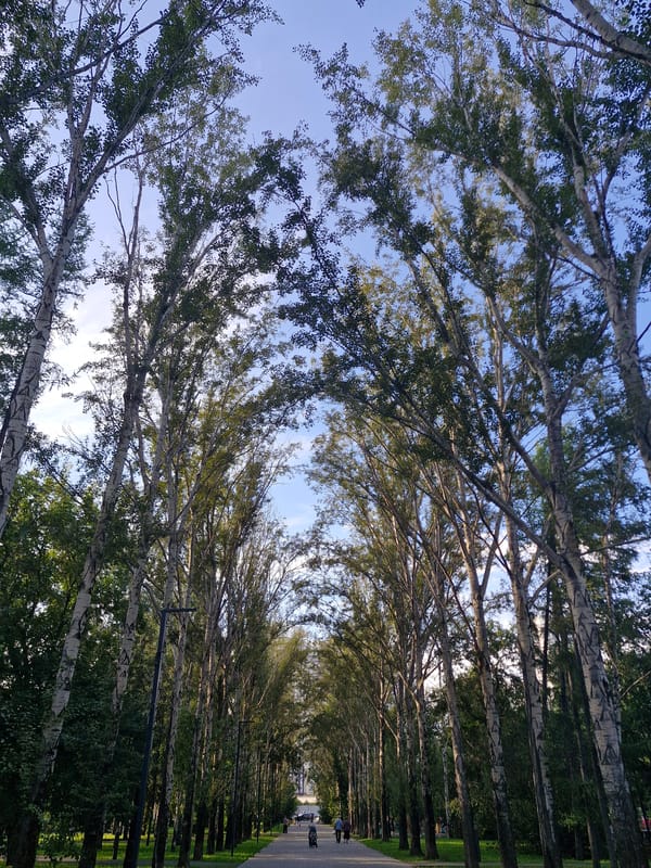 Lazy summer afternoon in a Yekaterinburg birch-lined park