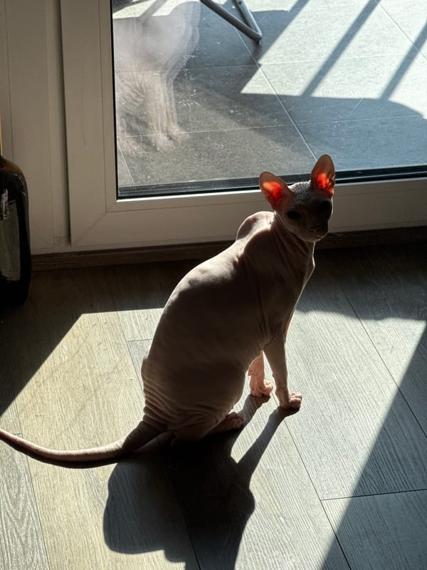 Sphynx cat spotted in multiple indoor locations in Krasnoyarsk