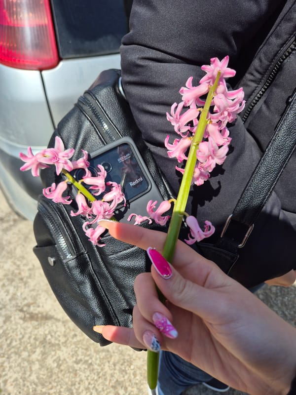 Spring flowers bloom in Pavlikeni, Bulgaria