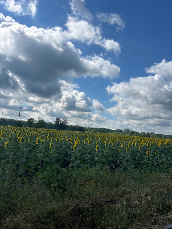 Sunflower fields in full bloom under a moody Ukrainian sky