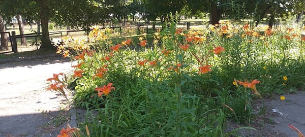 Gardens, flowers, and outdoor spaces on a summer morning
