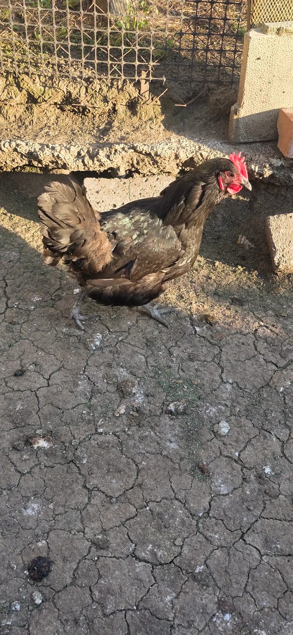 Backyard poultry documented in Karnobat Bulgaria farming scene