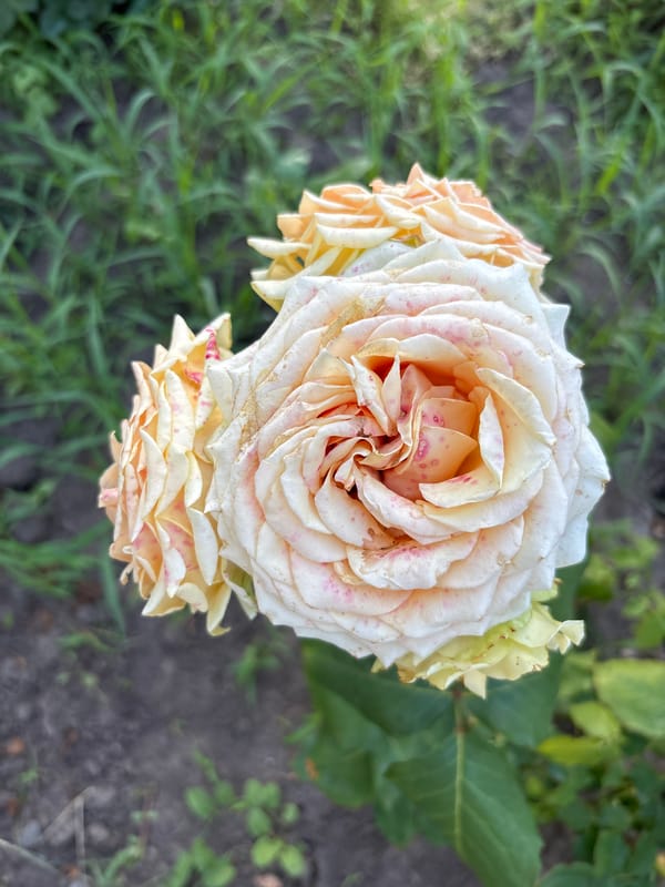 Close-up botanical tour of a Rostov-on-Don garden in bloom